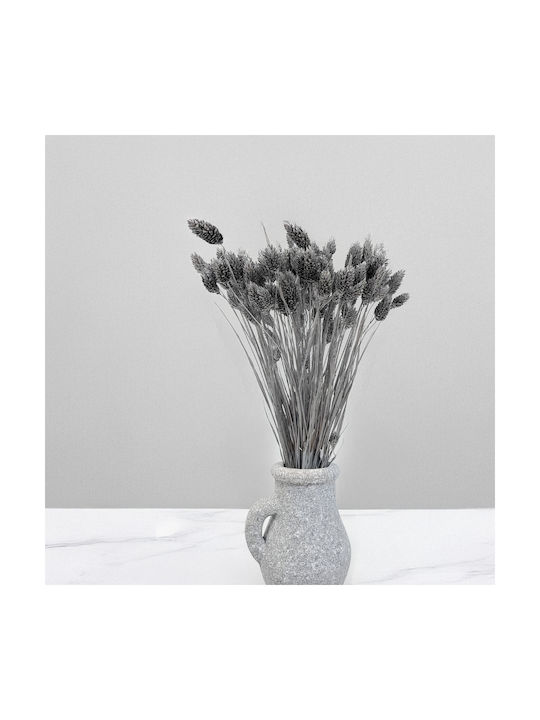 Dried Phalaris Canary Canary Grass Silver