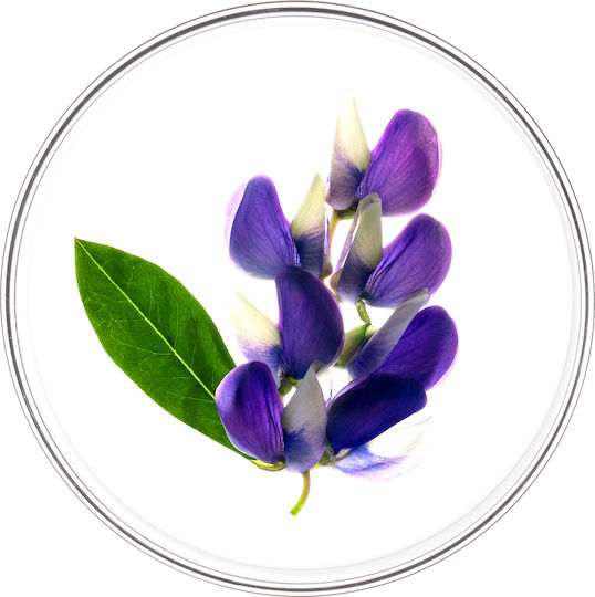 Phyto Phytocyane Traitement Chute Progressive Αμπούλες Μαλλιών κατά της Τριχόπτωσης για Γυναίκες 12x5ml