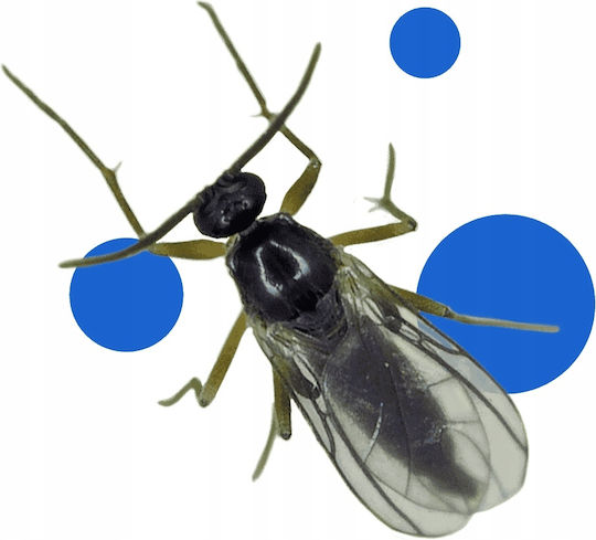 Bros Tratament Natural Pentru Fungus Gnat 9g