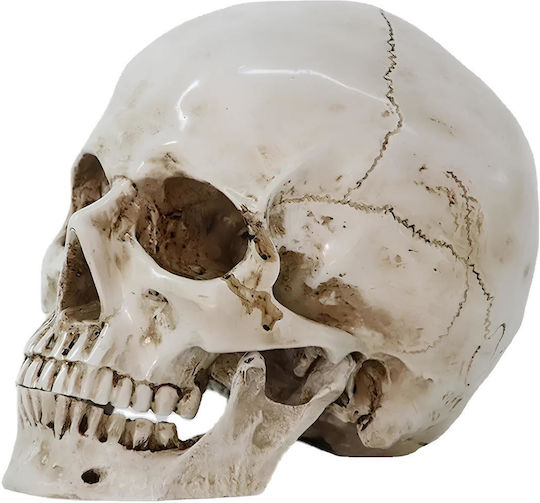 Skull Head Medical Training Manikin