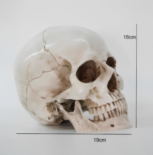 Skull Head Medical Training Manikin