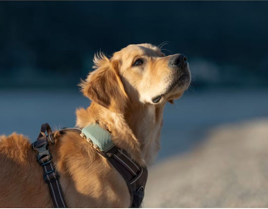 Tractive Smart GPS Pet Tracker Electric Dog Collar GPS