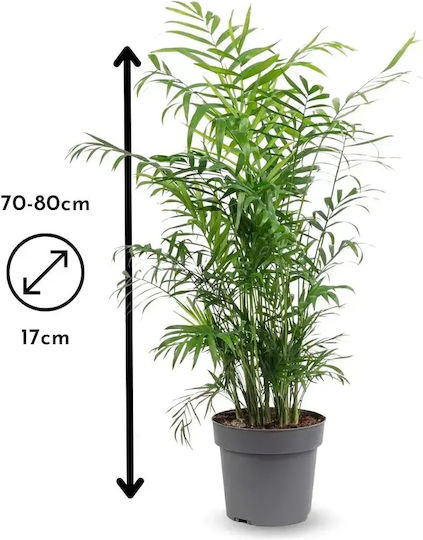 Χαμαιδωρέα Chamaedorea Elegans Χαμαιδωρέα Chamaedorea Elegans