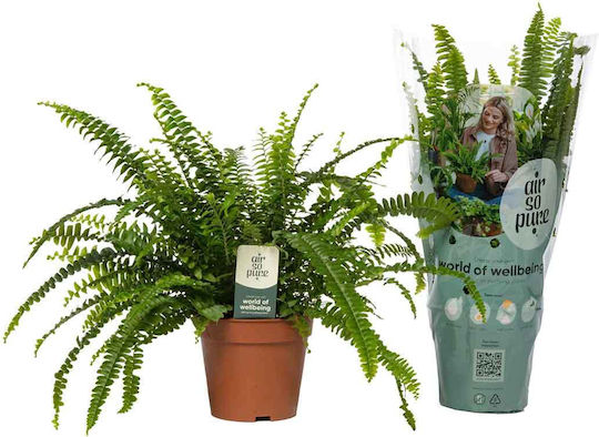 Green Leaf Fern Înălțime 35buc Green Leaf Fern Înălțime 35buc