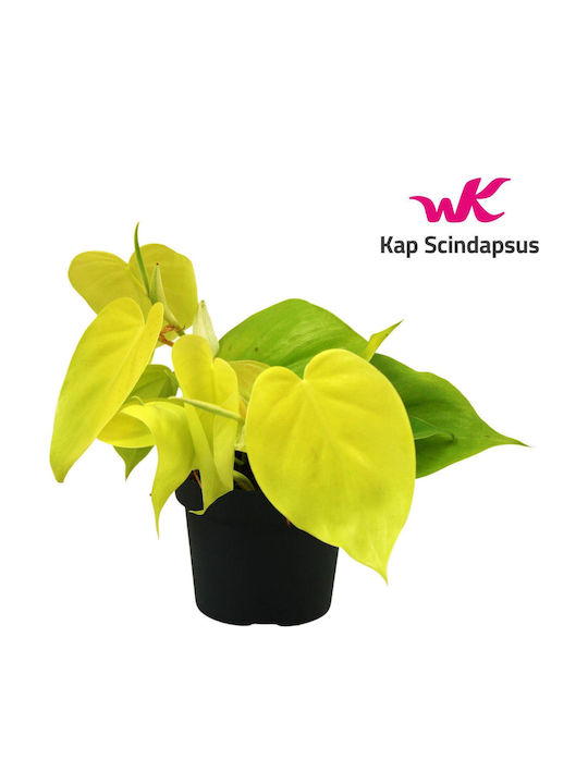 Philodendron Lime