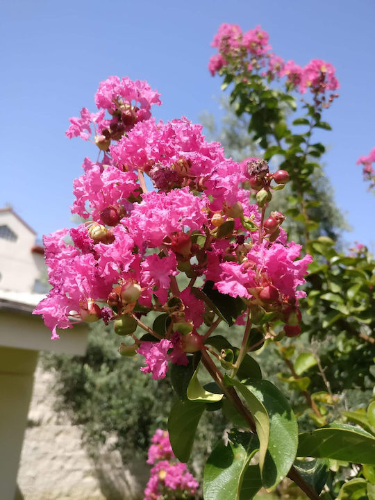 Лагерстремия Lagerstroemia Indica Дърво Нийм Растение
