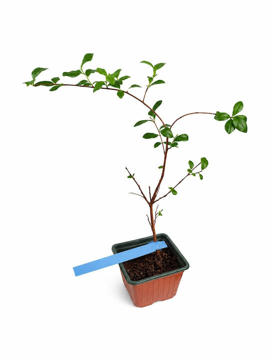 Лагерстремия Lagerstroemia Indica Дърво Нийм Растение