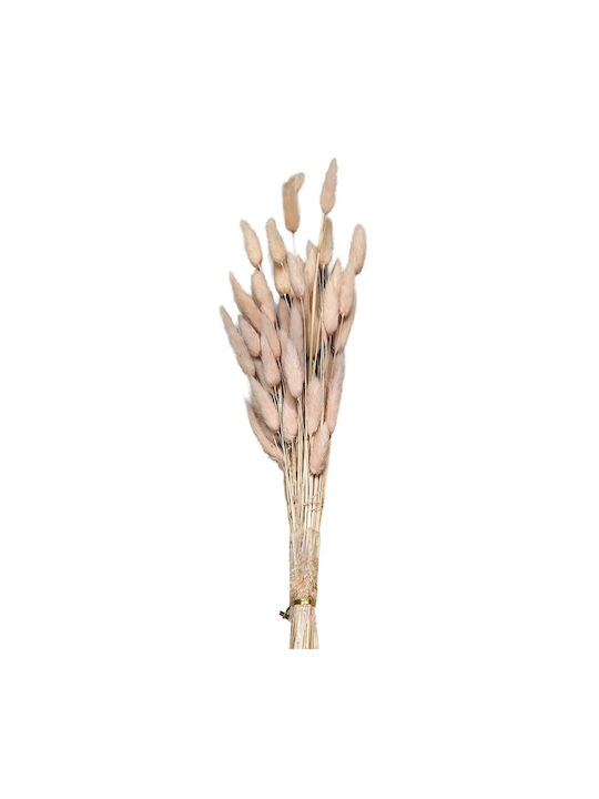 Getrocknete Pflanze Bunny Tails Rosa HOMie