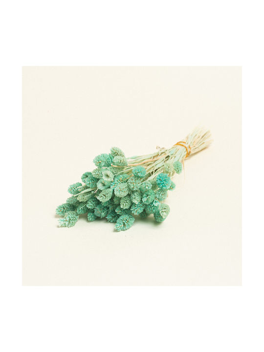 Beauty Home Dried Phalaris