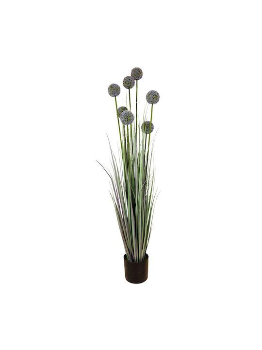 Plantă Iarbă Allium Ghiveci Plastic 140 cm
