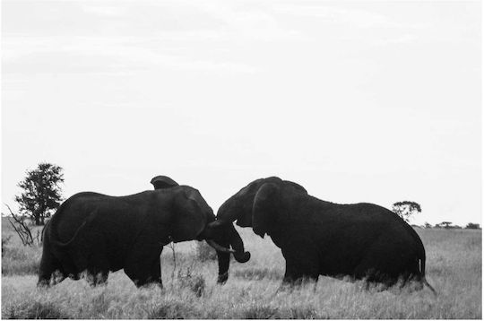 Painting Elephants In Black White 150x100