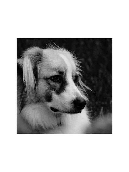 Панел Contemplative Dog В Черно И Бяло Стoхастичен Куче Черно-Бяло 110x110