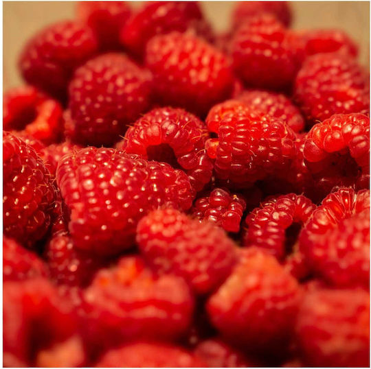 Gemälde Fresh Raspberries Frische Himbeeren 110x110