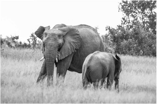 Painting Elephants In Black White 150x100