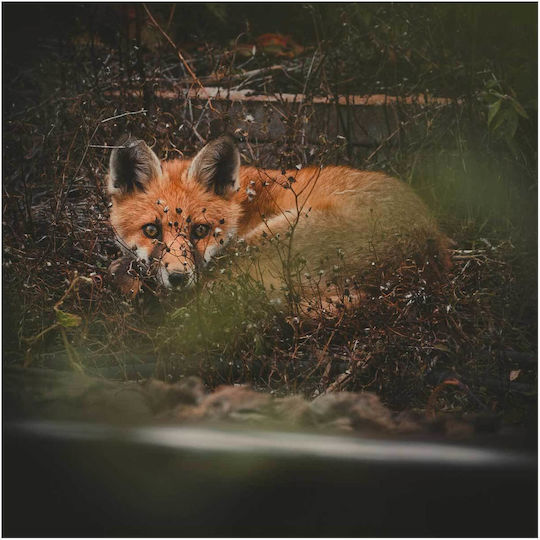 Gemälde Fox In Wild Fox In Wild 110x110