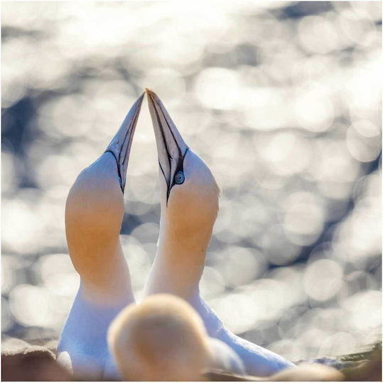 Gemälde Intimate Moment Birds Intimate Moment Birds 110x110