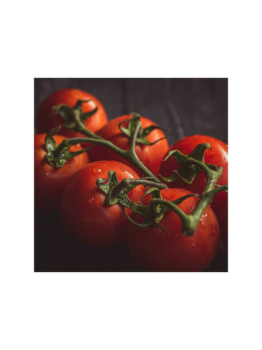 Painting Fresh Tomatoes On Vine Fresh Tomatoes Vine 120x120