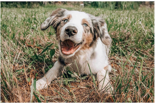 Панел Happy Dog In Grass Happy Dog In Grass 150x100