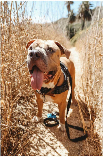 Painting Happy Dog On A Nature Trail Happy Dog On A Nature Trail 100x150