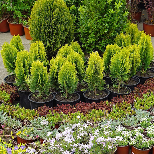 Pământ Conifer 50l Substrat Măsline Tui