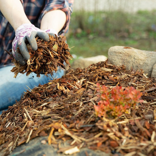 Bimberek Mittlere Kiefer Rinde 80l Glanz Rinde Garten
