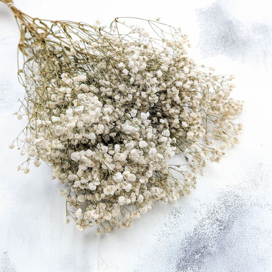 Stabilisiertes Baby's Breath Gypsophila Royal Blumenstrauß Natürliche