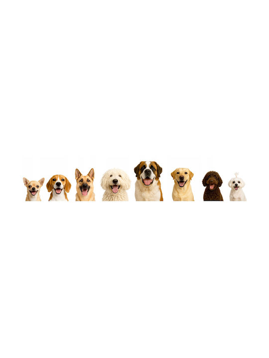 R2 Buda Smart Brown Paws