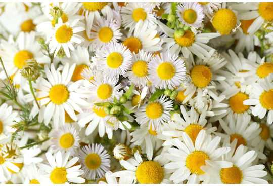 Urtekram Camomile Blond Hair Organic Shampoos Glanz für Alle Haartypen 250ml