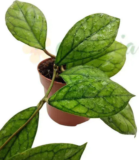 Hoya 'water Drop' Irina Epc964 Ø12 Cm