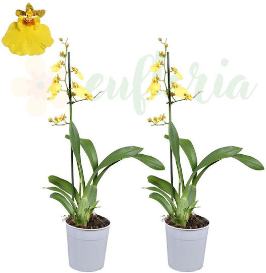Oncidium Orchidee Münsterland Stern Duftende Blumen Ø12 Cm