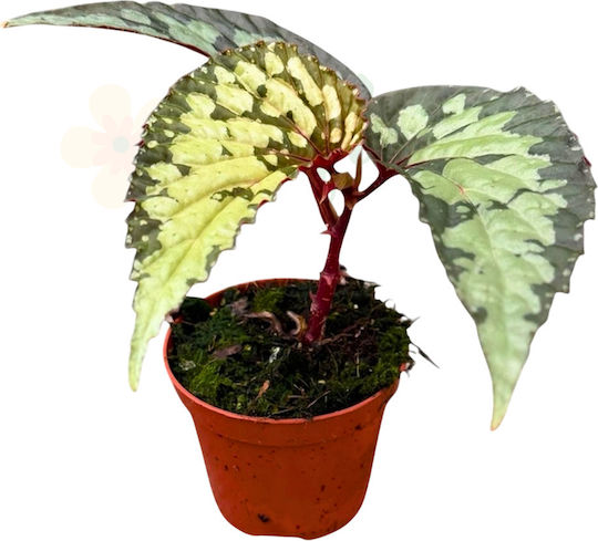 Begonia 'lucifer' Ø8cm Ø8 Cm