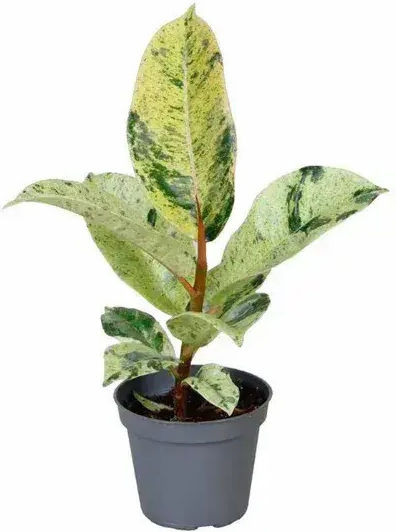 Ficus Elastica 'shivereana' Ø9 Cm
