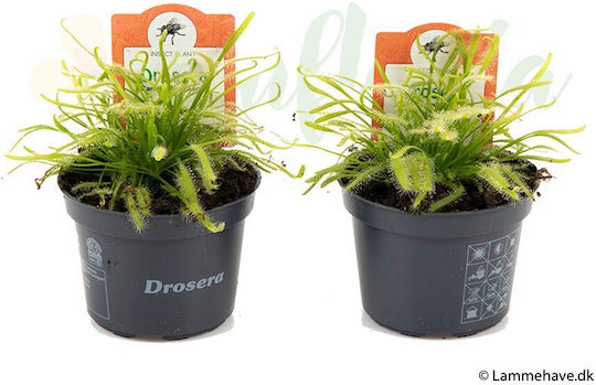 Drosera Alba Ø9 Cm