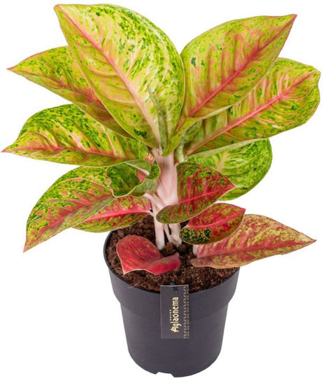 Aglaonema 'Grand Poppy' Ø12 См