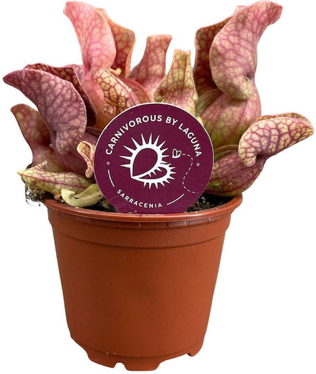 Sarracenia Purpurea Venosa 'sylwia' Ø8.5 Cm