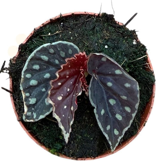 Begonia 'firefly' Ø8 Cm
