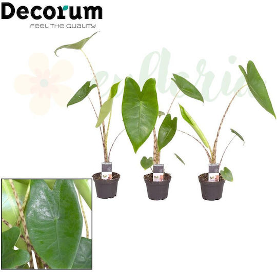 Alocasia Zebrina Ø7 Cm