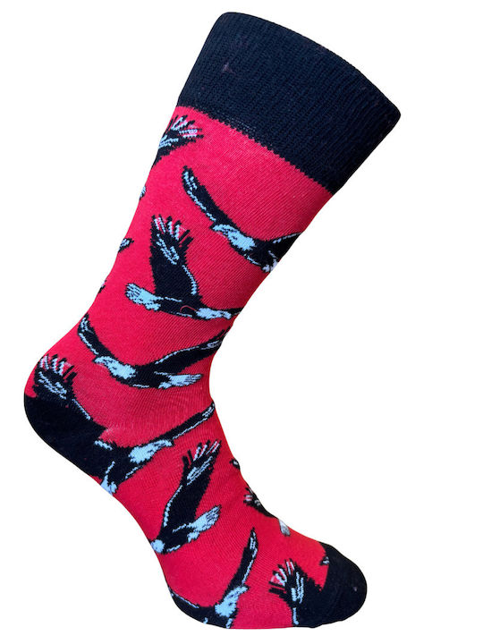 Kal-tsa Men's Multicolour Socks 5Pack