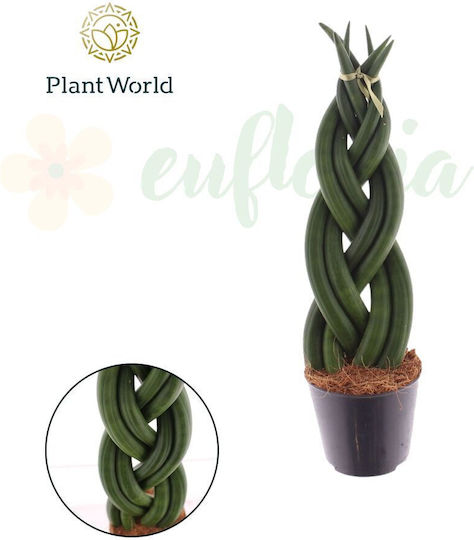 Sansevieria Cylindrica Braid Ø8.5 Cm Sansevieria Cylindrica Braid Ø8.5 Cm