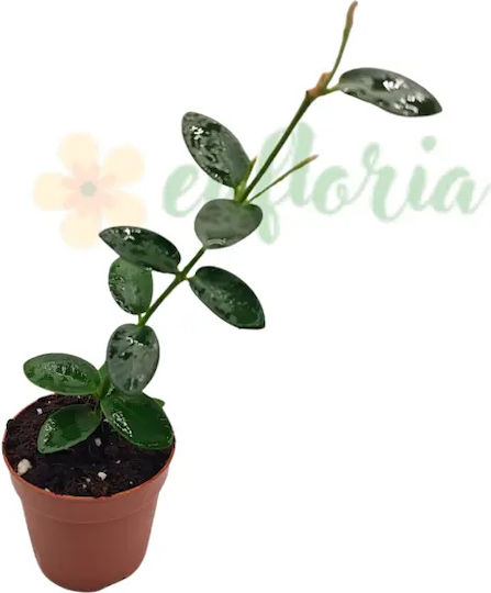 Hoya Cumingiana Ø12 Cm Hoya Cumingiana Ø12 Cm