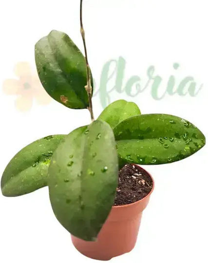 Hoya 'Joy' Ø12 Cm Hoya 'Joy' Ø12 Cm