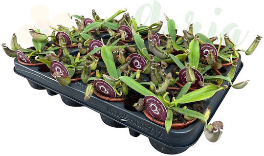 Nepenthes Albomarginata Ø8.5cm Ø8.5 Cm
