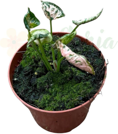Syngonium 'pink Rolli' Ø8cm Ø8 Cm Syngonium 'pink Rolli' Ø8cm Ø8 Cm