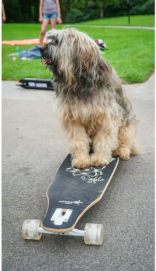 Muuwmi Skateboard-uri Complete Longboard Negru