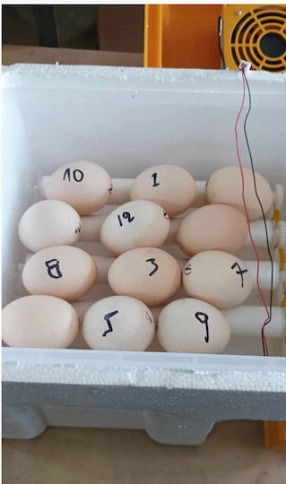 Automatic Chicken Incubator 36 Eggs with Steam System and Battery Support
