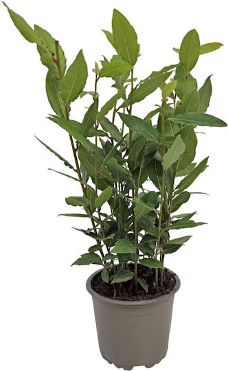 Laurus Nobilis Δάφνη