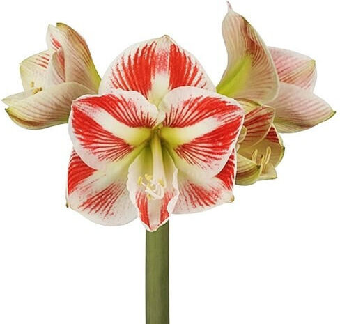 Amaryllis Bulb Bicolor Size 24/26