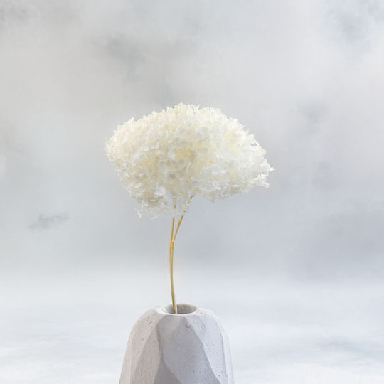 Stabilized Hydrangea Hydrangea Cabeza Royal Bleached