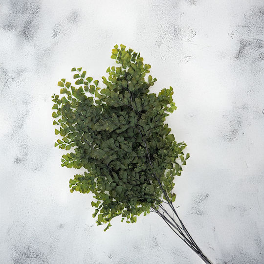 Stabilisierter Farn Adiantum