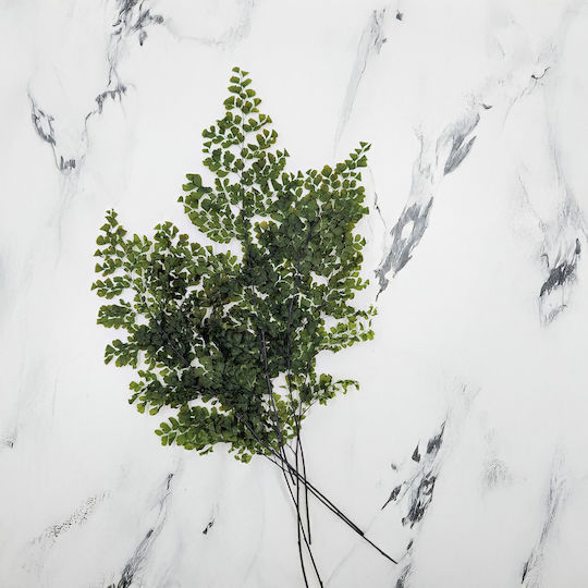 Stabilisierter Farn Adiantum